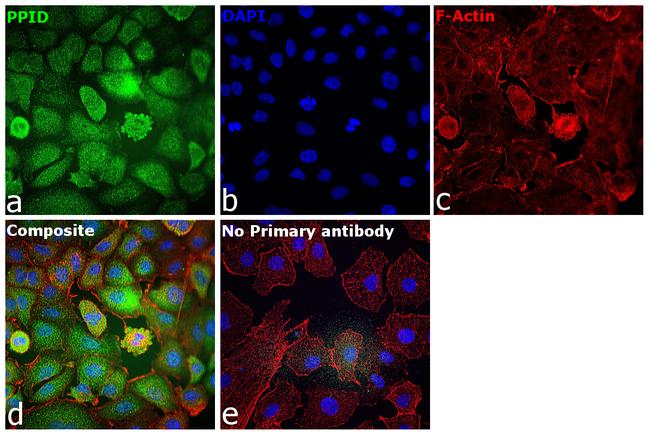 Cyclophilin 40 Antibody in Immunocytochemistry (ICC/IF)