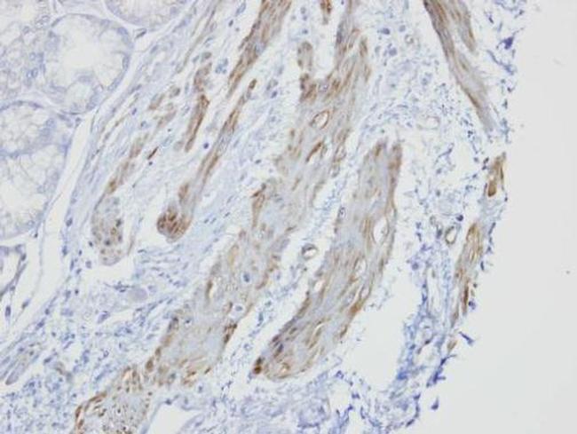 GOLGA5 Antibody in Immunohistochemistry (Paraffin) (IHC (P))