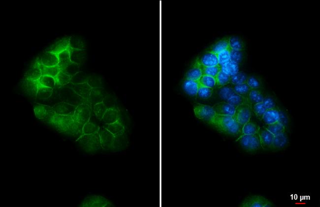 Glypican 1 Antibody in Immunocytochemistry (ICC/IF)