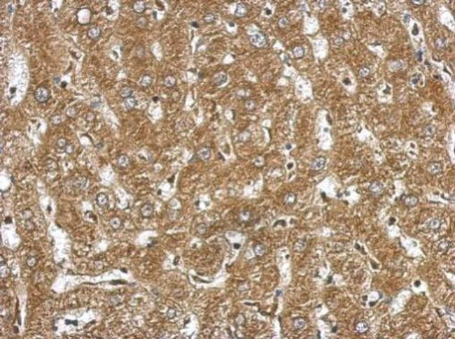 NDST3 Antibody in Immunohistochemistry (Paraffin) (IHC (P))