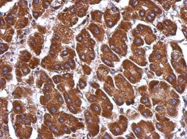 ANGPTL3 Antibody in Immunohistochemistry (Paraffin) (IHC (P))