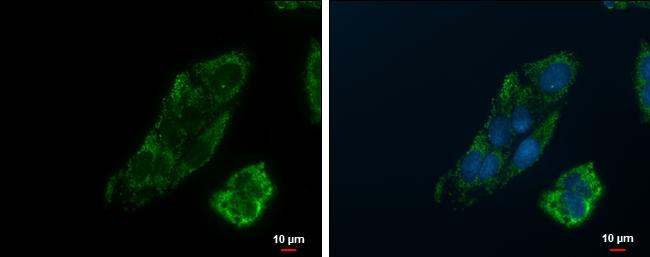 PCK2 Antibody in Immunocytochemistry (ICC/IF)