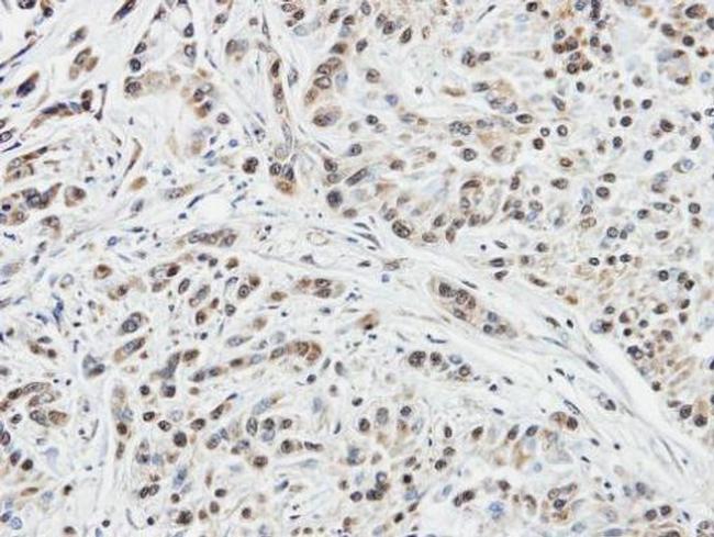 DUSP10 Antibody in Immunohistochemistry (Paraffin) (IHC (P))