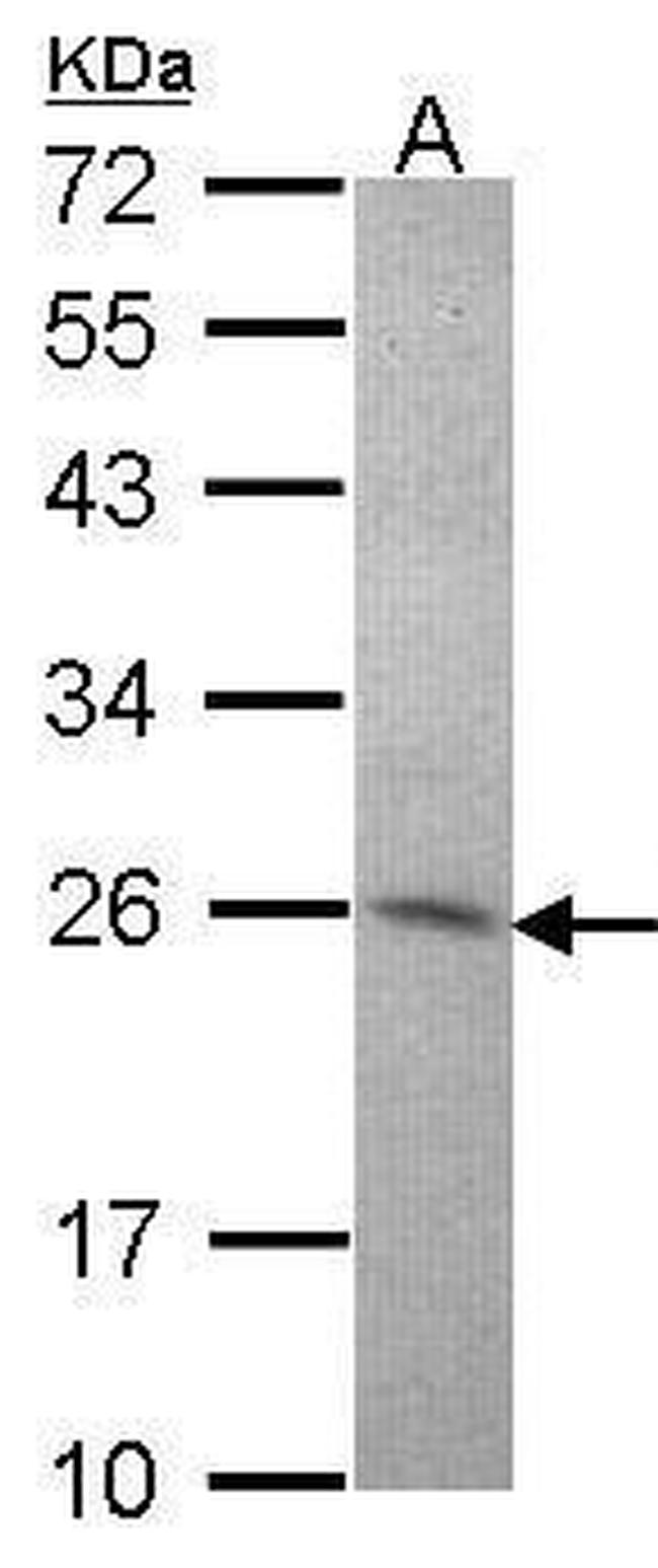 Amisyn Antibody in Western Blot (WB)