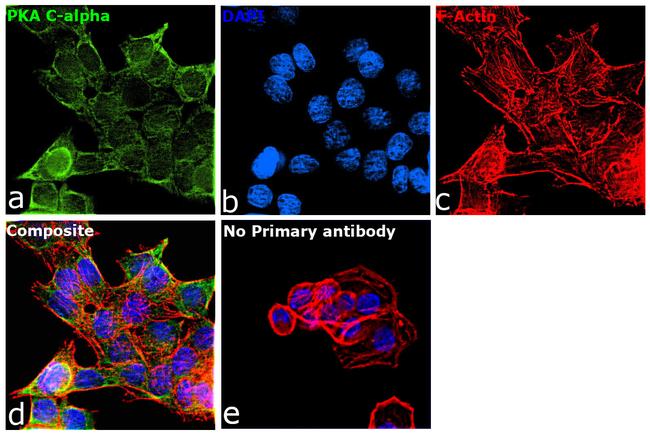 PKA alpha Antibody in Immunocytochemistry (ICC/IF)