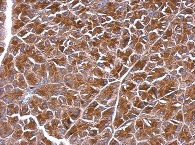 BPNT1 Antibody in Immunohistochemistry (Paraffin) (IHC (P))