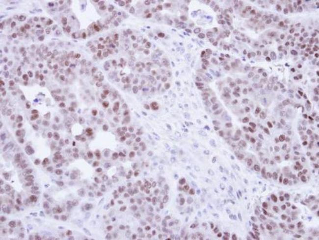 NR2C2 Antibody in Immunohistochemistry (Paraffin) (IHC (P))