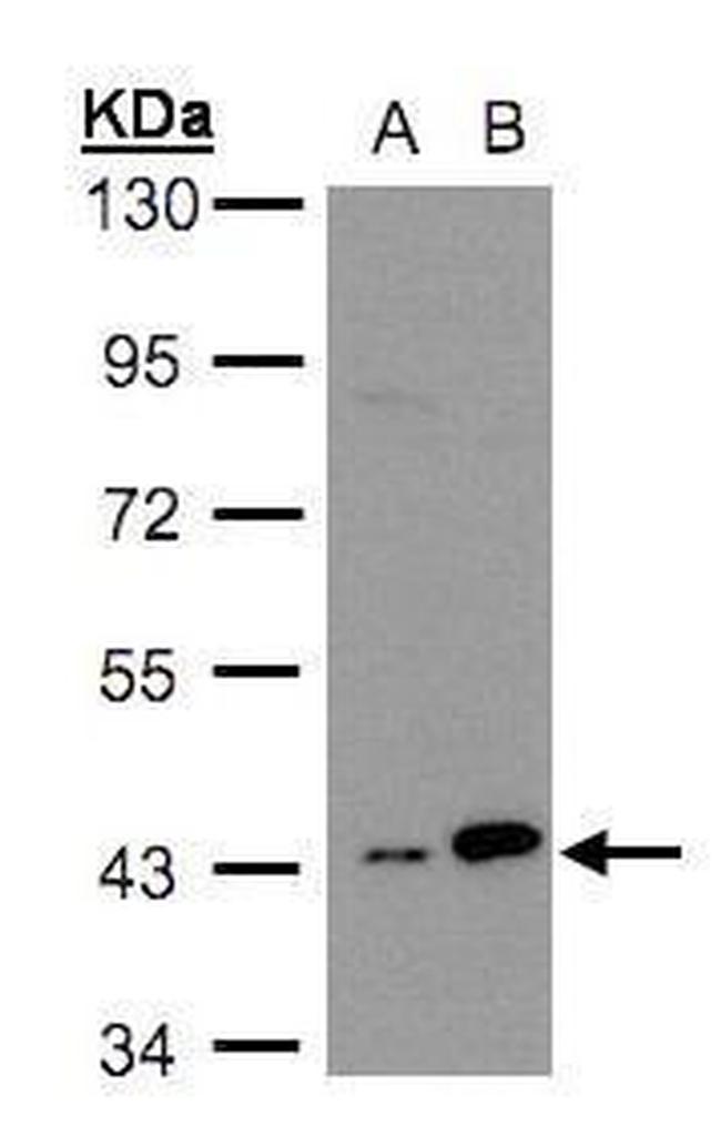 MAPKAPK3 Antibody in Western Blot (WB)