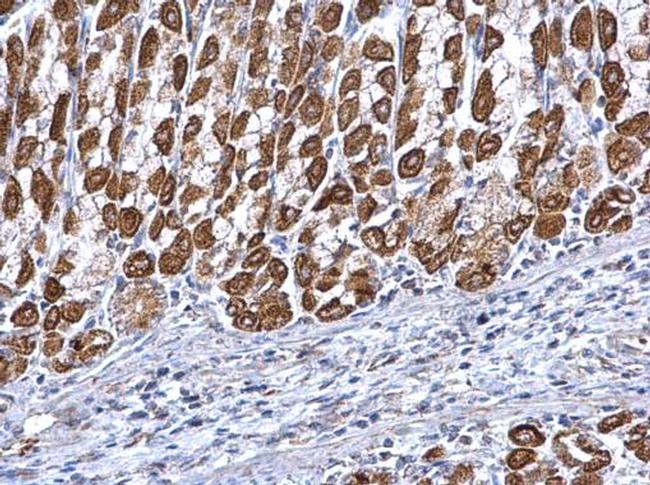 ETFA Antibody in Immunohistochemistry (Paraffin) (IHC (P))