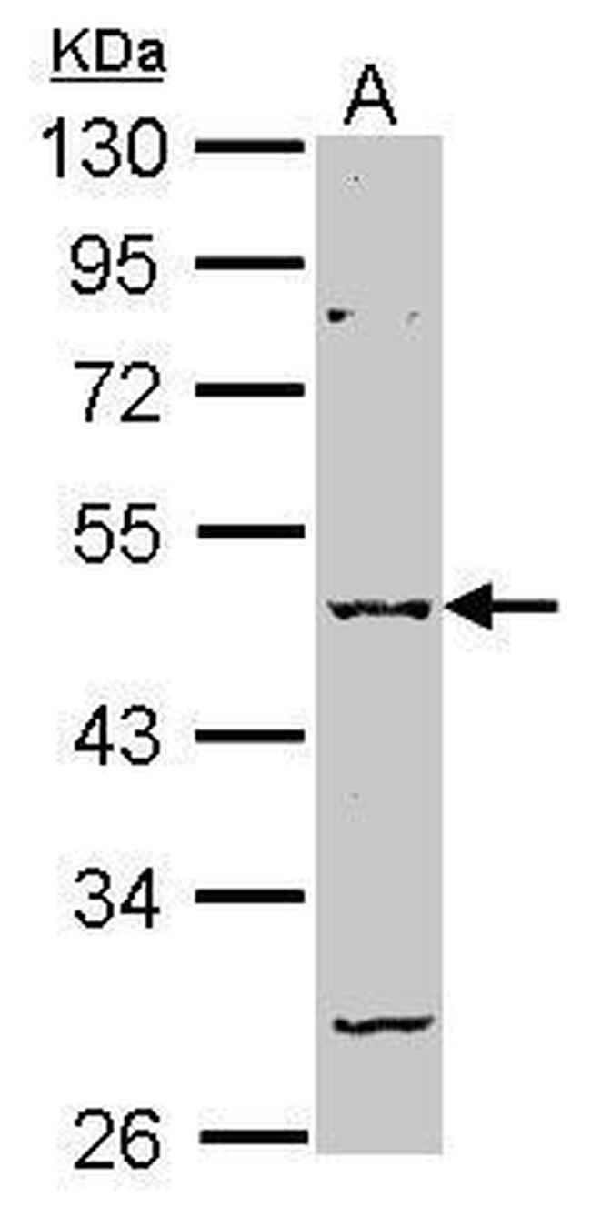 GABRA2 Antibody in Western Blot (WB)