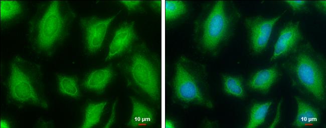 FDPS Antibody in Immunocytochemistry (ICC/IF)