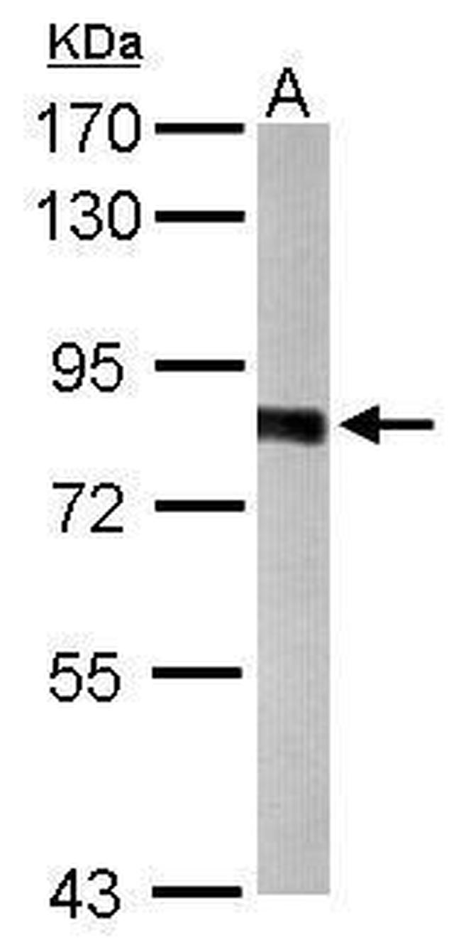 PWP2 Antibody in Western Blot (WB)