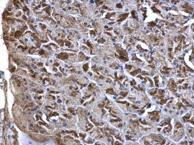 WNT7A Antibody in Immunohistochemistry (Paraffin) (IHC (P))