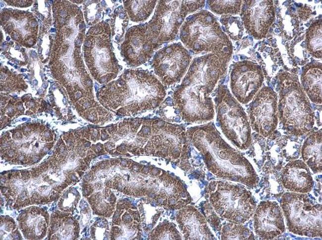 HAGH Antibody in Immunohistochemistry (Paraffin) (IHC (P))