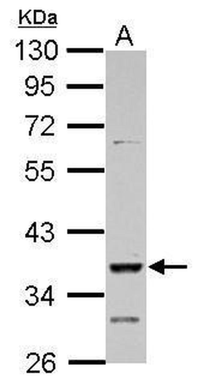 DMRT1 Antibody in Western Blot (WB)