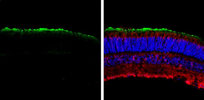 GNAT1 Antibody in Immunohistochemistry (Frozen) (IHC (F))