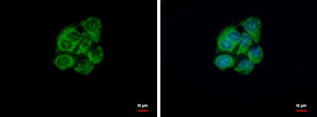 GSTZ1 Antibody in Immunocytochemistry (ICC/IF)