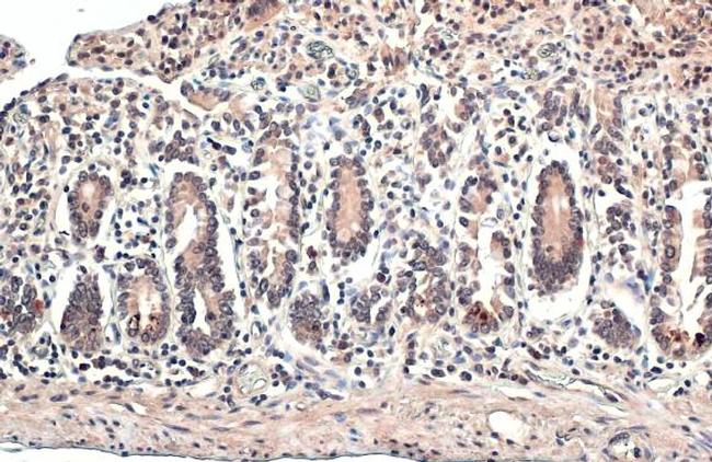 ESRRA Antibody in Immunohistochemistry (Paraffin) (IHC (P))