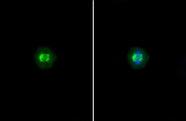 TRF1 Antibody in Immunocytochemistry (ICC/IF)