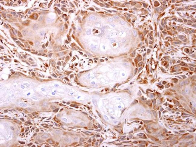 ITPA Antibody in Immunohistochemistry (Paraffin) (IHC (P))