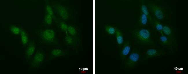 SLU7 Antibody in Immunocytochemistry (ICC/IF)