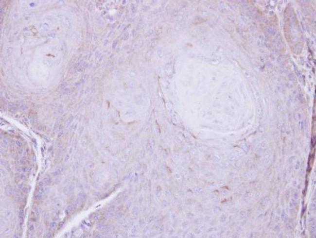 C16orf62 Antibody in Immunohistochemistry (Paraffin) (IHC (P))