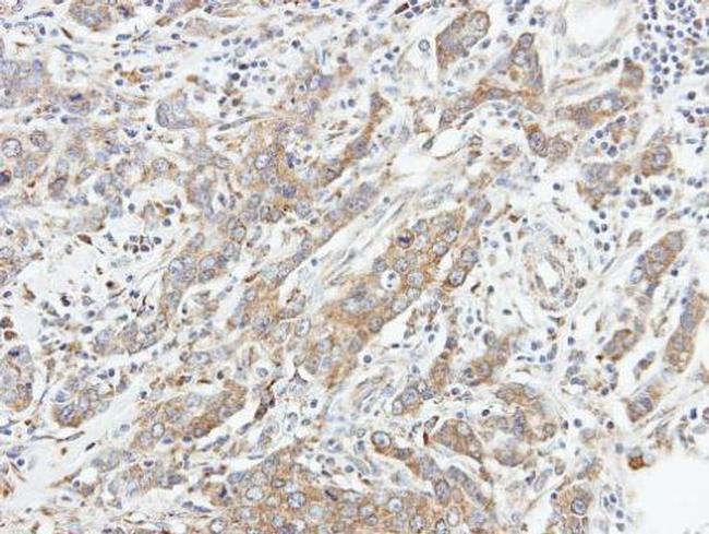 MST2 Antibody in Immunohistochemistry (Paraffin) (IHC (P))