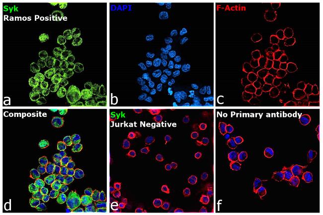 Syk Antibody in Immunocytochemistry (ICC/IF)