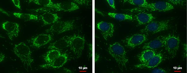 Adenylate Kinase 4 Antibody in Immunocytochemistry (ICC/IF)