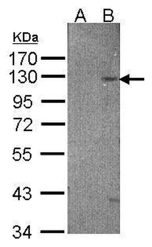 TYRO3 Antibody in Western Blot (WB)