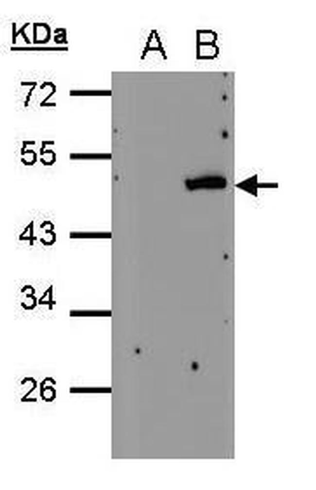 Cytohesin 4 Antibody in Western Blot (WB)