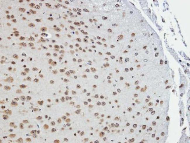 TAB182 Antibody in Immunohistochemistry (Paraffin) (IHC (P))