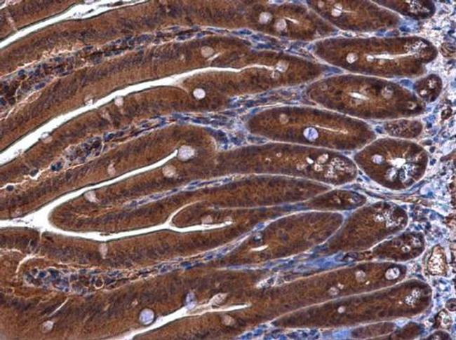 DUSP23 Antibody in Immunohistochemistry (Paraffin) (IHC (P))