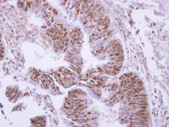 PPP4C Antibody in Immunohistochemistry (Paraffin) (IHC (P))