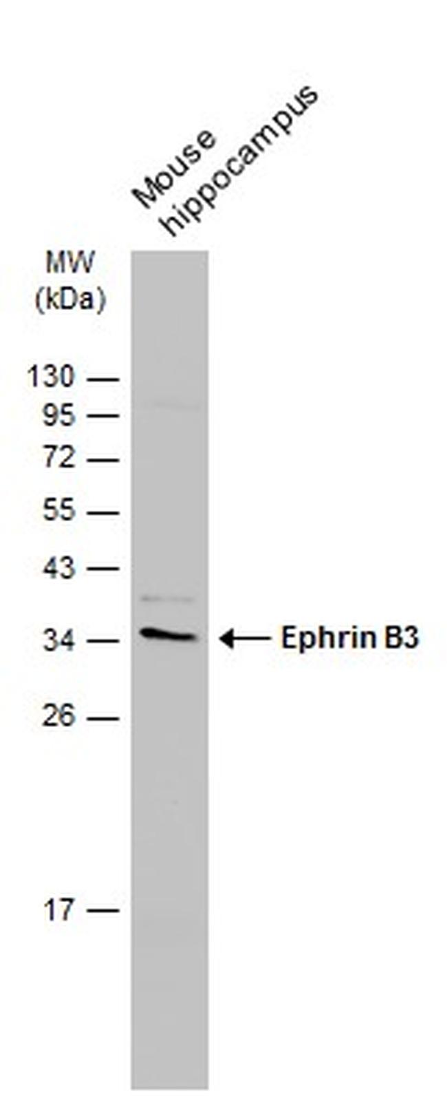 Ephrin B3 Antibody in Western Blot (WB)