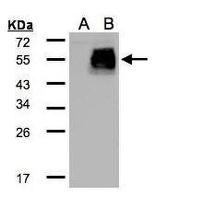 HIC5 Antibody in Western Blot (WB)