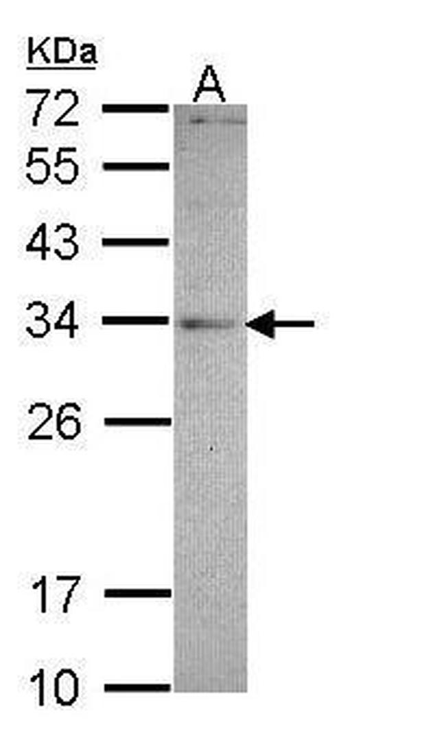 MED4 Antibody in Western Blot (WB)