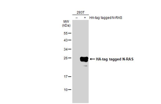 N-Ras Antibody in Western Blot (WB)