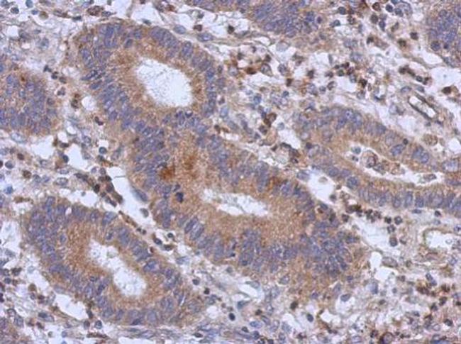 RFX6 Antibody in Immunohistochemistry (Paraffin) (IHC (P))