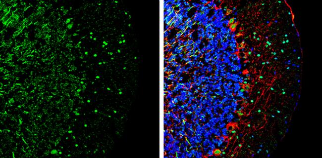 DLX1 Antibody in Immunohistochemistry (Frozen) (IHC (F))