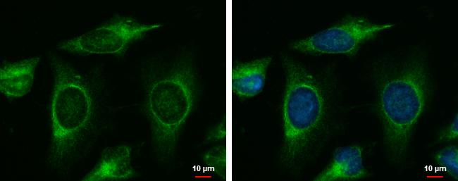 MINK1 Antibody in Immunocytochemistry (ICC/IF)