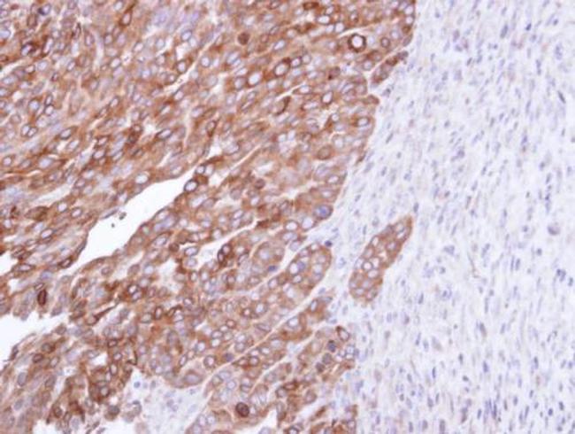 FDFT1 Antibody in Immunohistochemistry (Paraffin) (IHC (P))