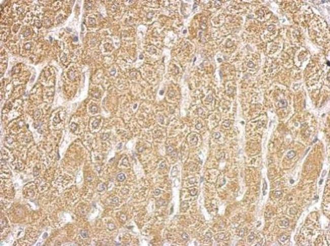 HIBCH Antibody in Immunohistochemistry (Paraffin) (IHC (P))