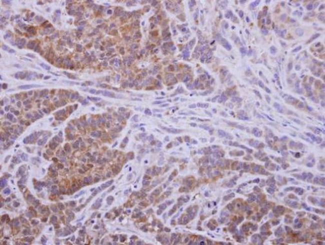 AKR1D1 Antibody in Immunohistochemistry (Paraffin) (IHC (P))