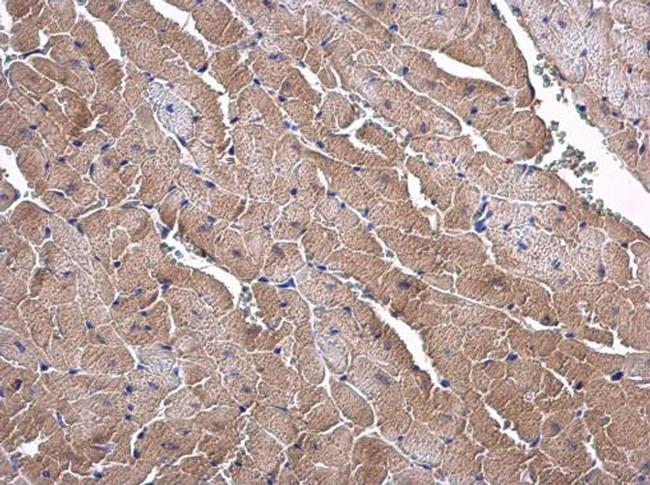 ORNT1 Antibody in Immunohistochemistry (Paraffin) (IHC (P))