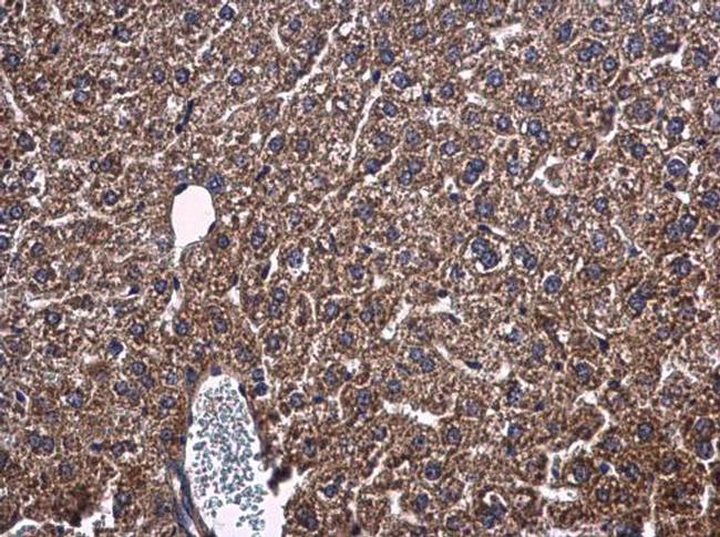 PON1 Antibody in Immunohistochemistry (Paraffin) (IHC (P))