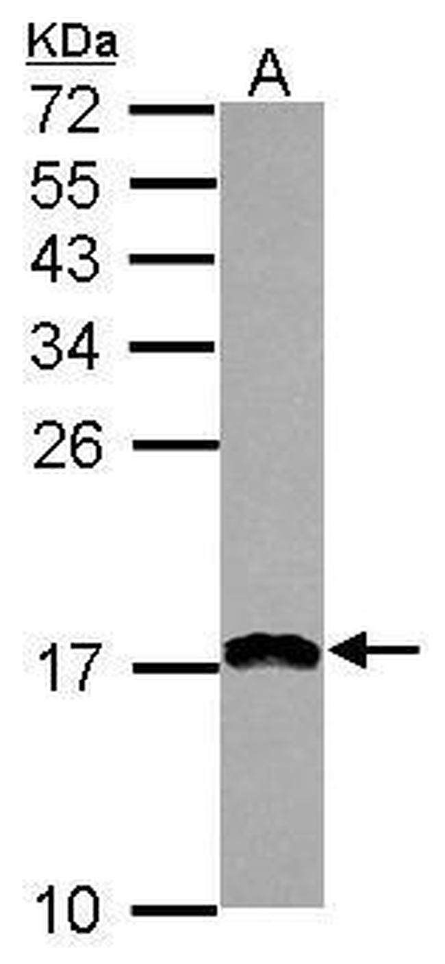 PDCD5 Antibody in Western Blot (WB)