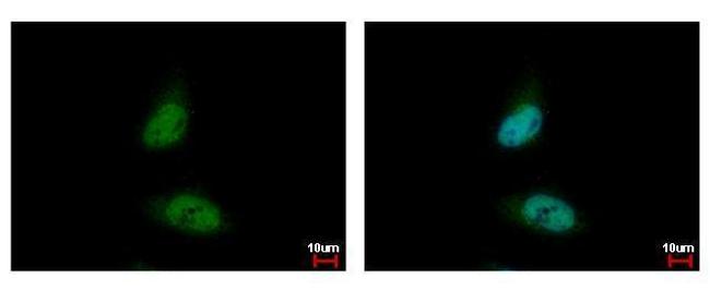 HDAC3 Antibody in Immunocytochemistry (ICC/IF)