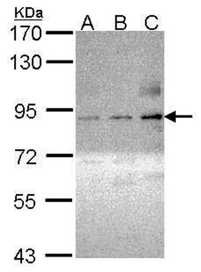 Phospho-PKC theta (Ser695) Antibody in Western Blot (WB)