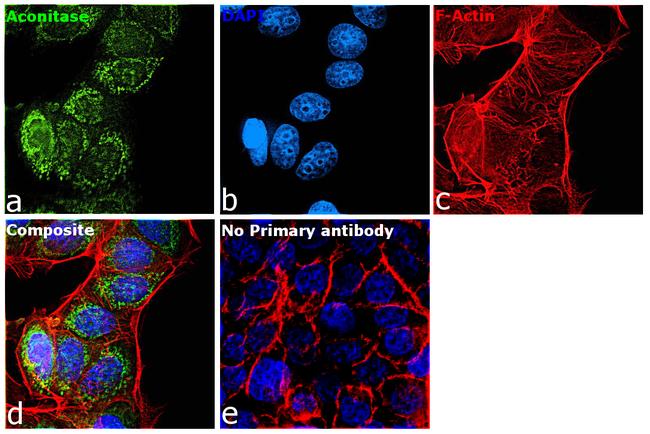 Aconitase 2 Antibody in Immunocytochemistry (ICC/IF)